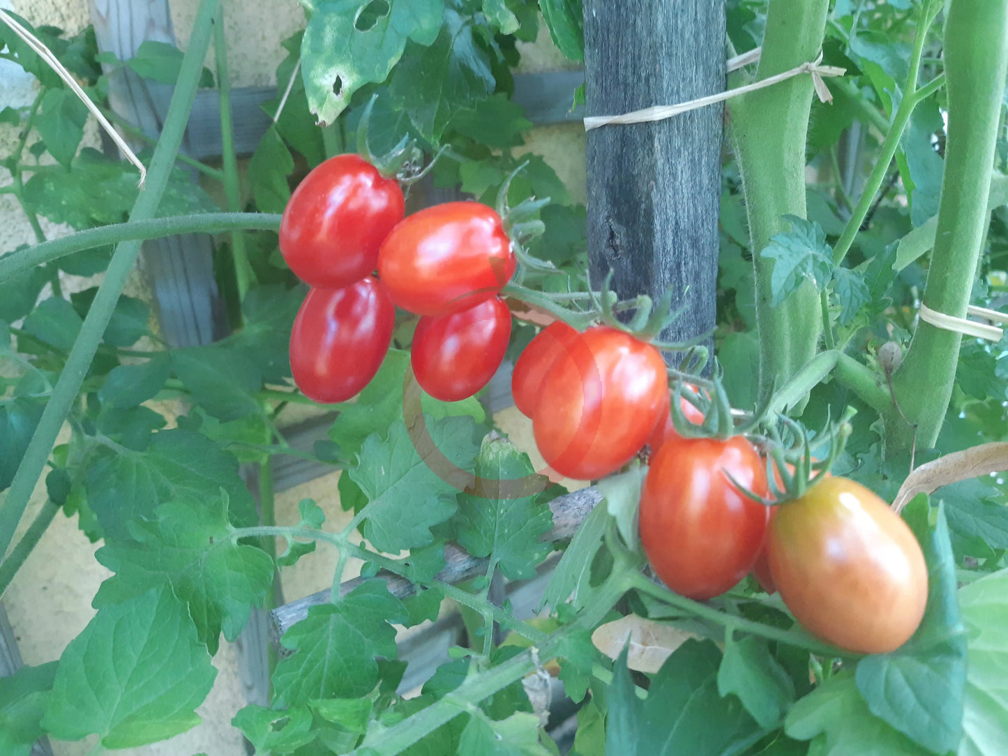 Komohana Grape DER TOMATENFLÜSTERER