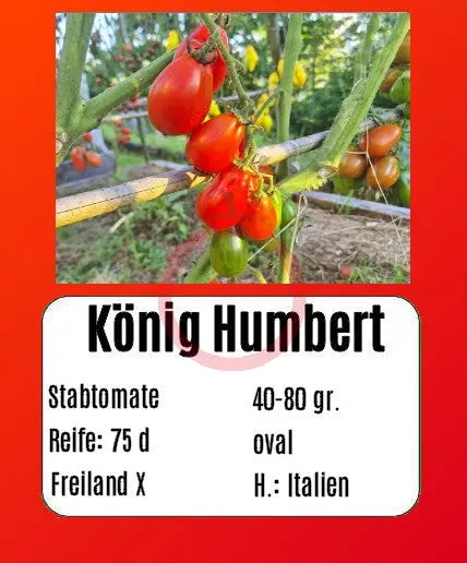 König Humbert DER TOMATENFLÜSTERER