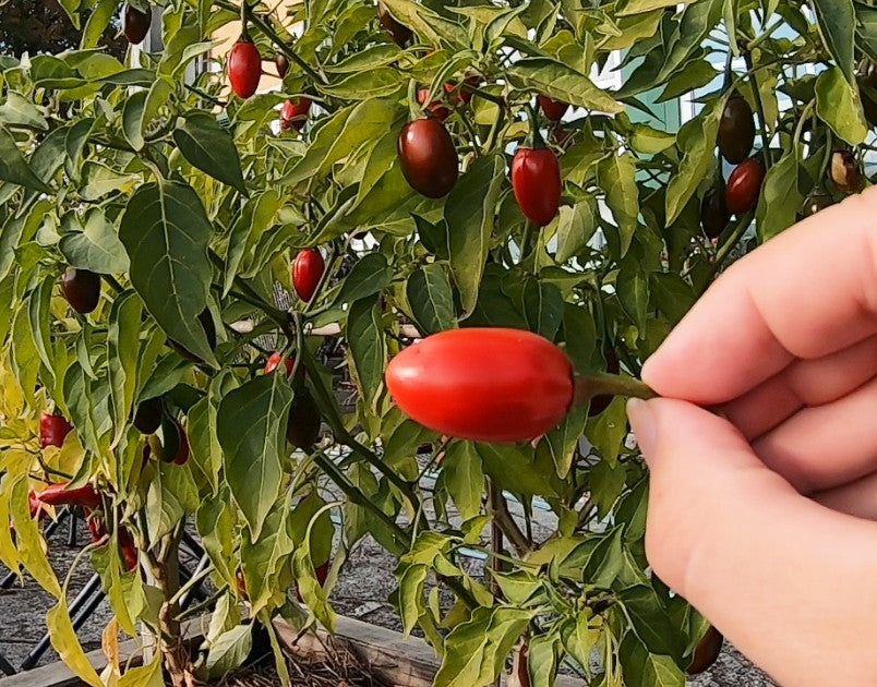 Korita Pepper DER TOMATENFLÜSTERER