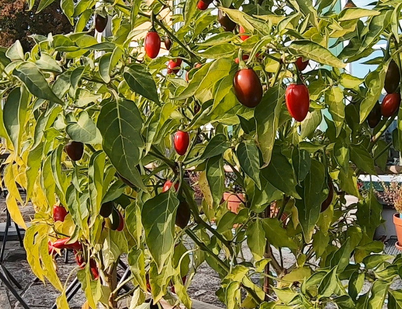 Korita Pepper DER TOMATENFLÜSTERER