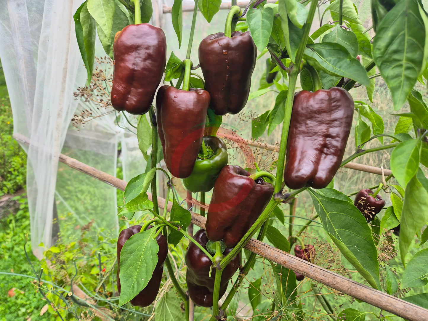 Kornet DER TOMATENFLÜSTERER