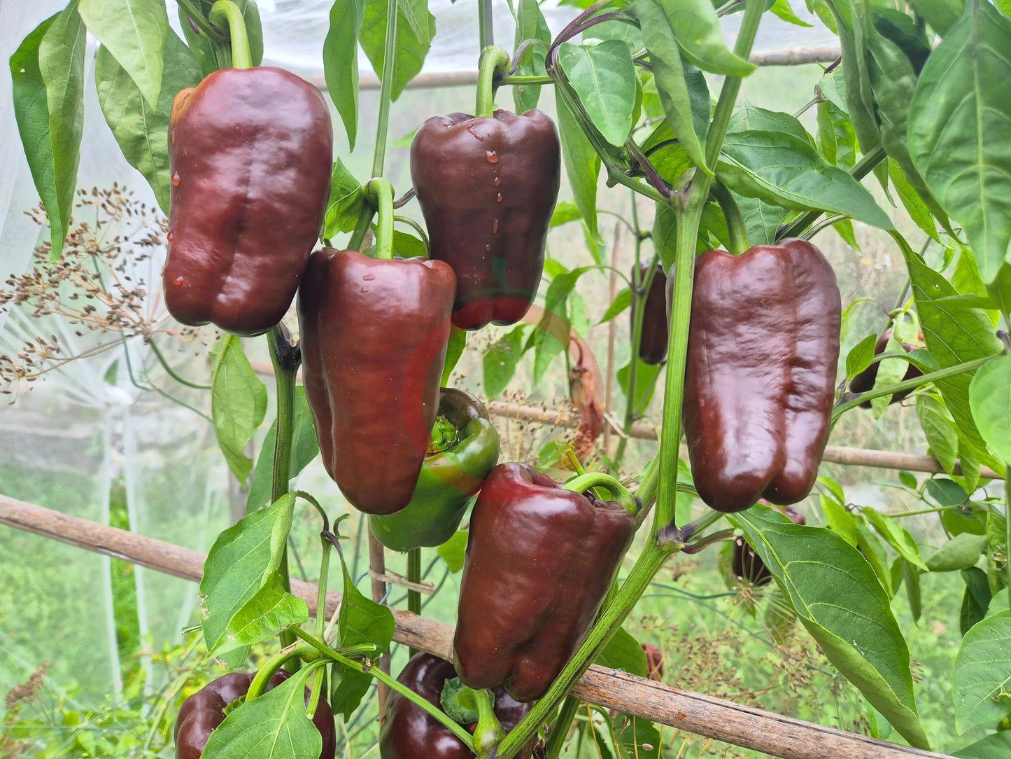 Kornet DER TOMATENFLÜSTERER