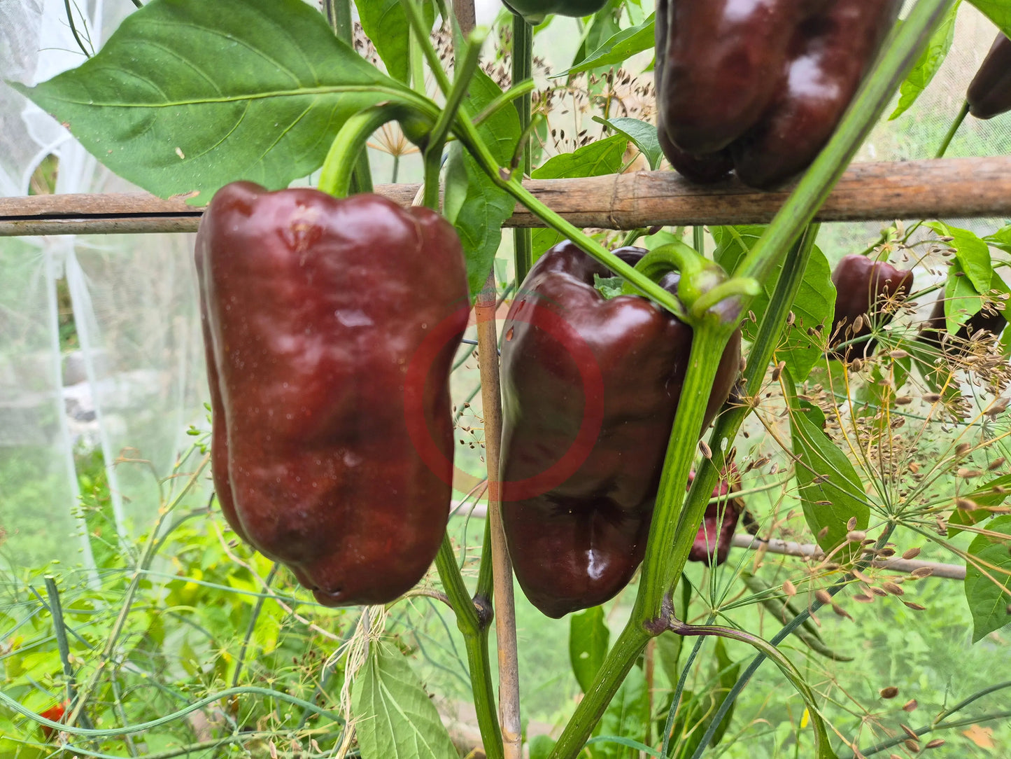 Kornet DER TOMATENFLÜSTERER
