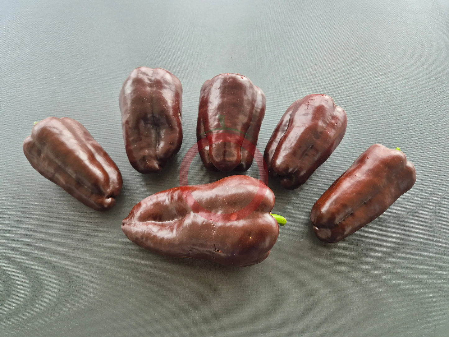 Kornet DER TOMATENFLÜSTERER