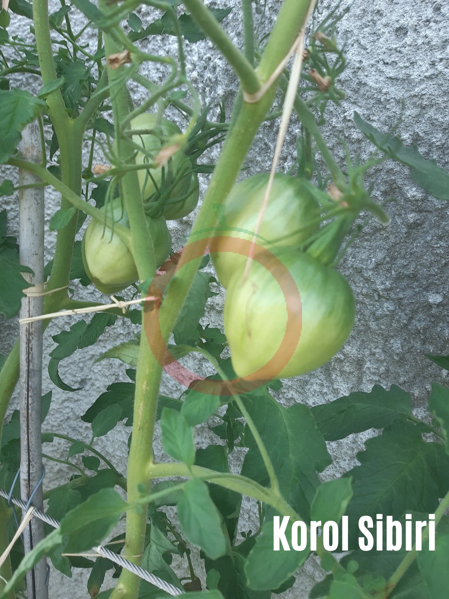 Korol Sibiri DER TOMATENFLÜSTERER
