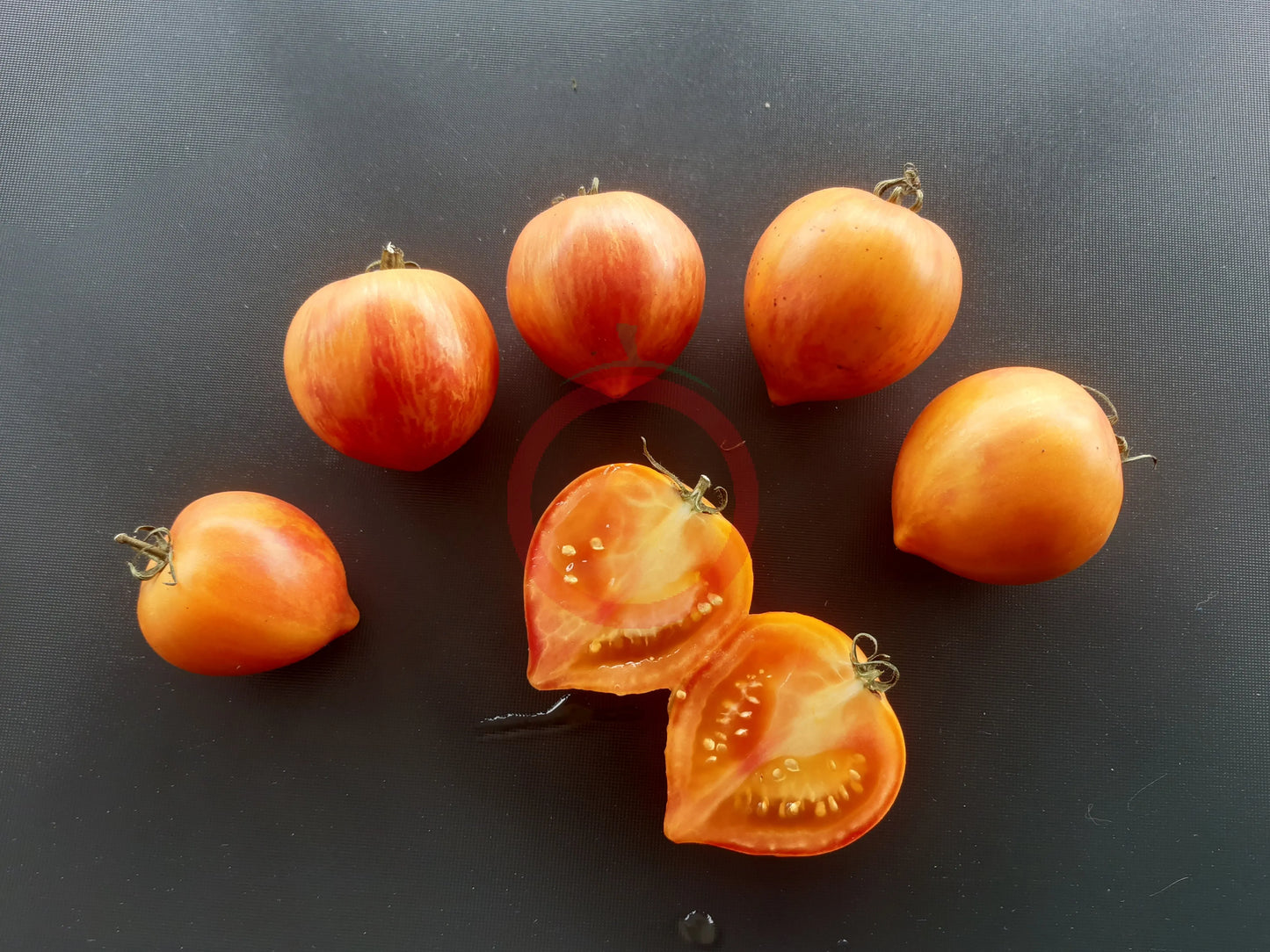 Kozula 137 DER TOMATENFLÜSTERER