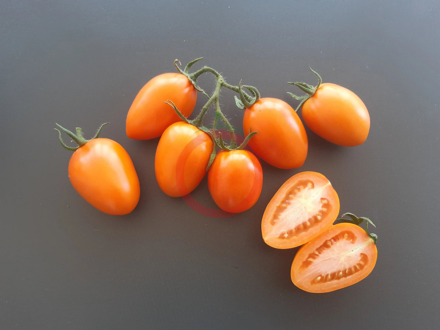 Kuldne Kala DER TOMATENFLÜSTERER