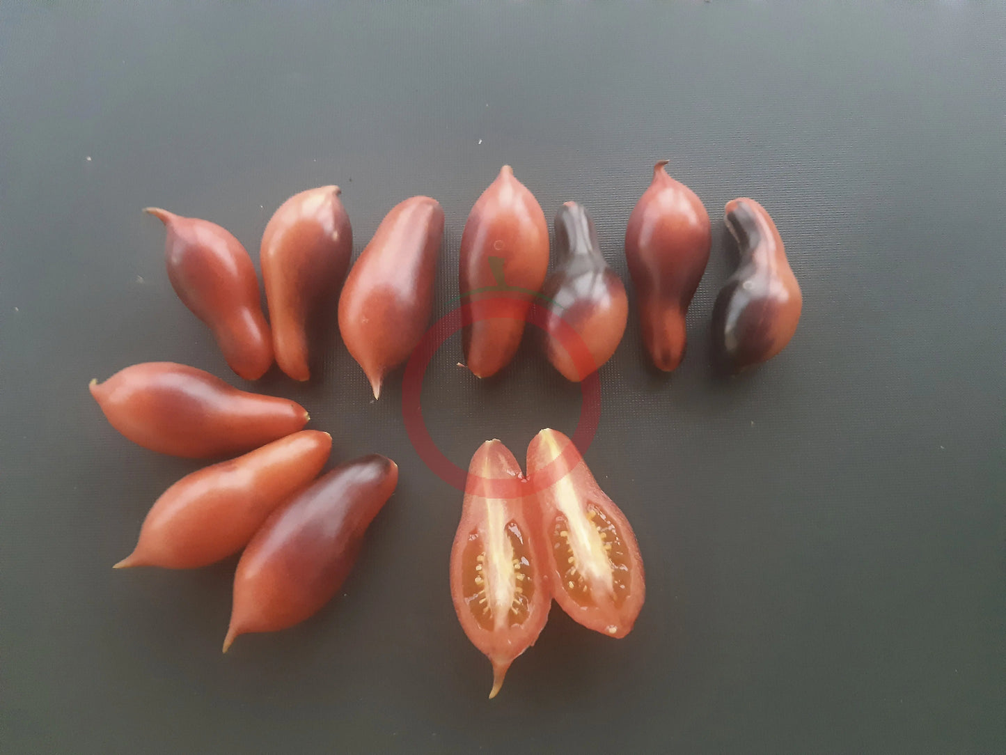 Kumquat Pink Opal DER TOMATENFLÜSTERER