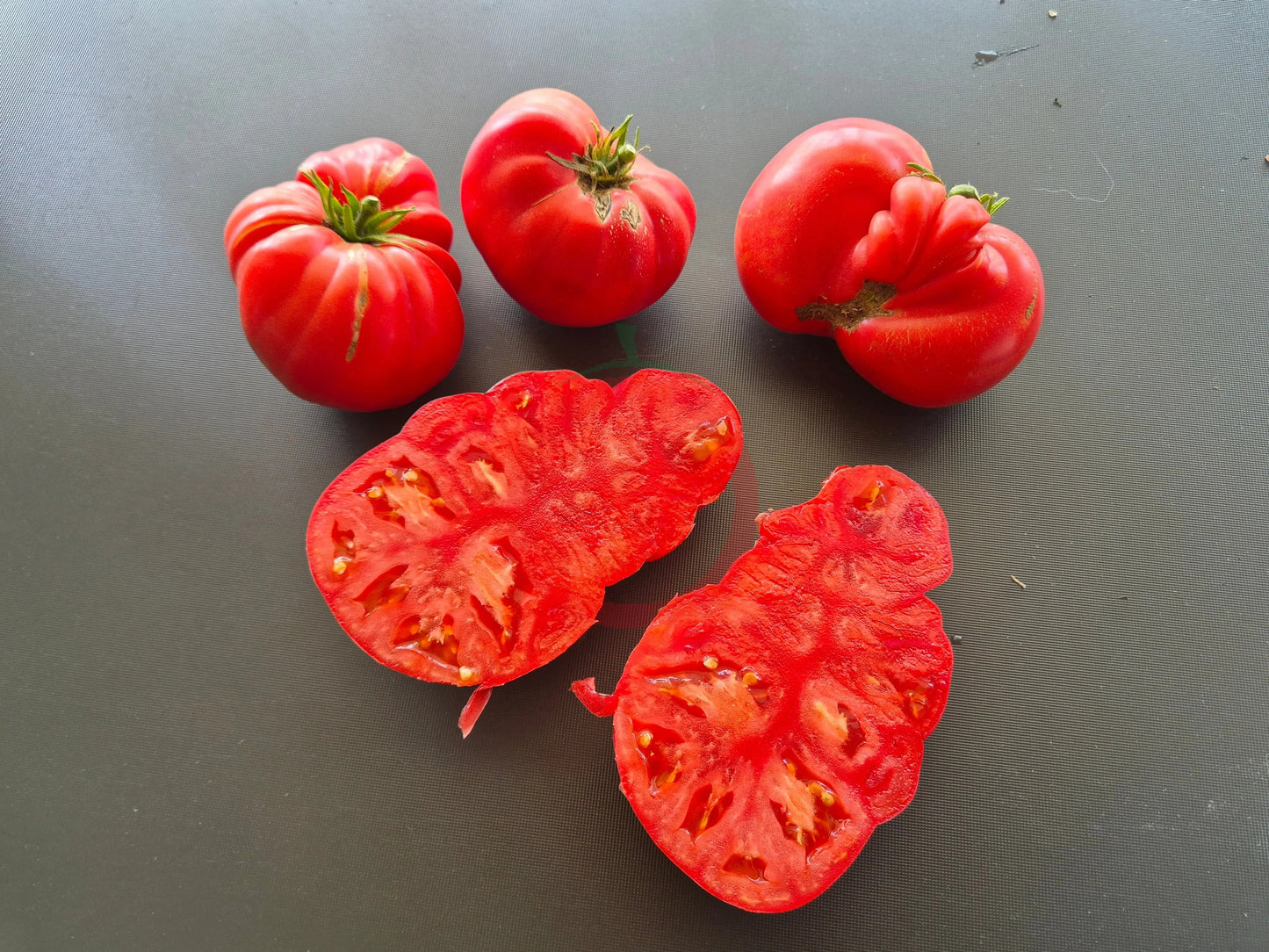 Kurtovo Konare DER TOMATENFLÜSTERER