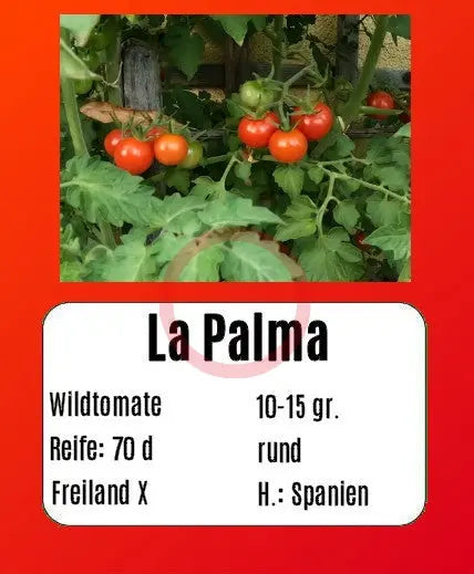 La Palma DER TOMATENFLÜSTERER
