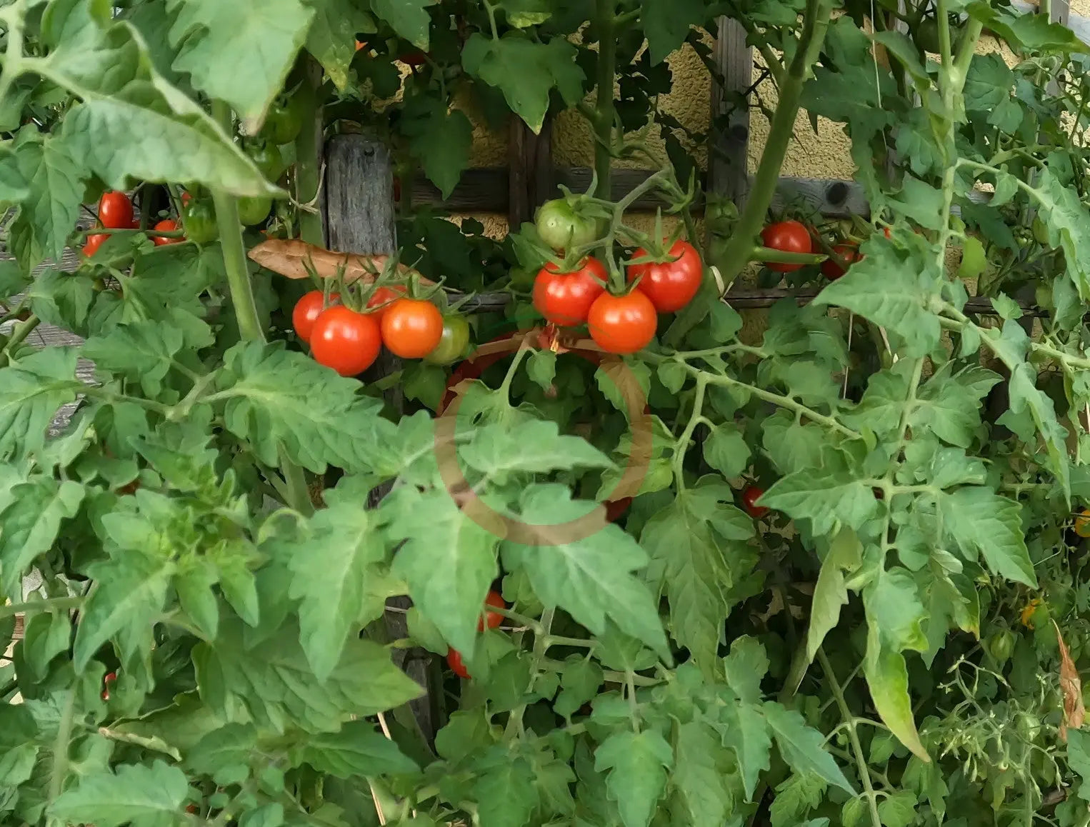La Palma DER TOMATENFLÜSTERER