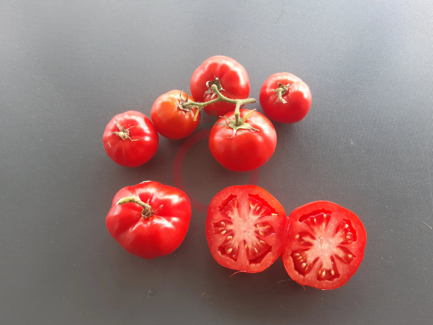 Labrador DER TOMATENFLÜSTERER