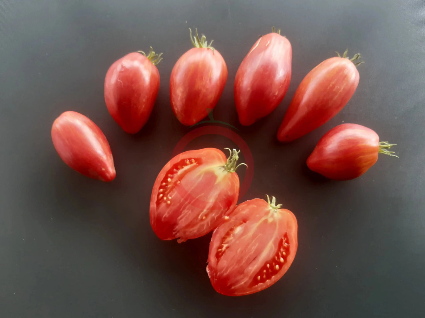 Lady Madonna DER TOMATENFLÜSTERER