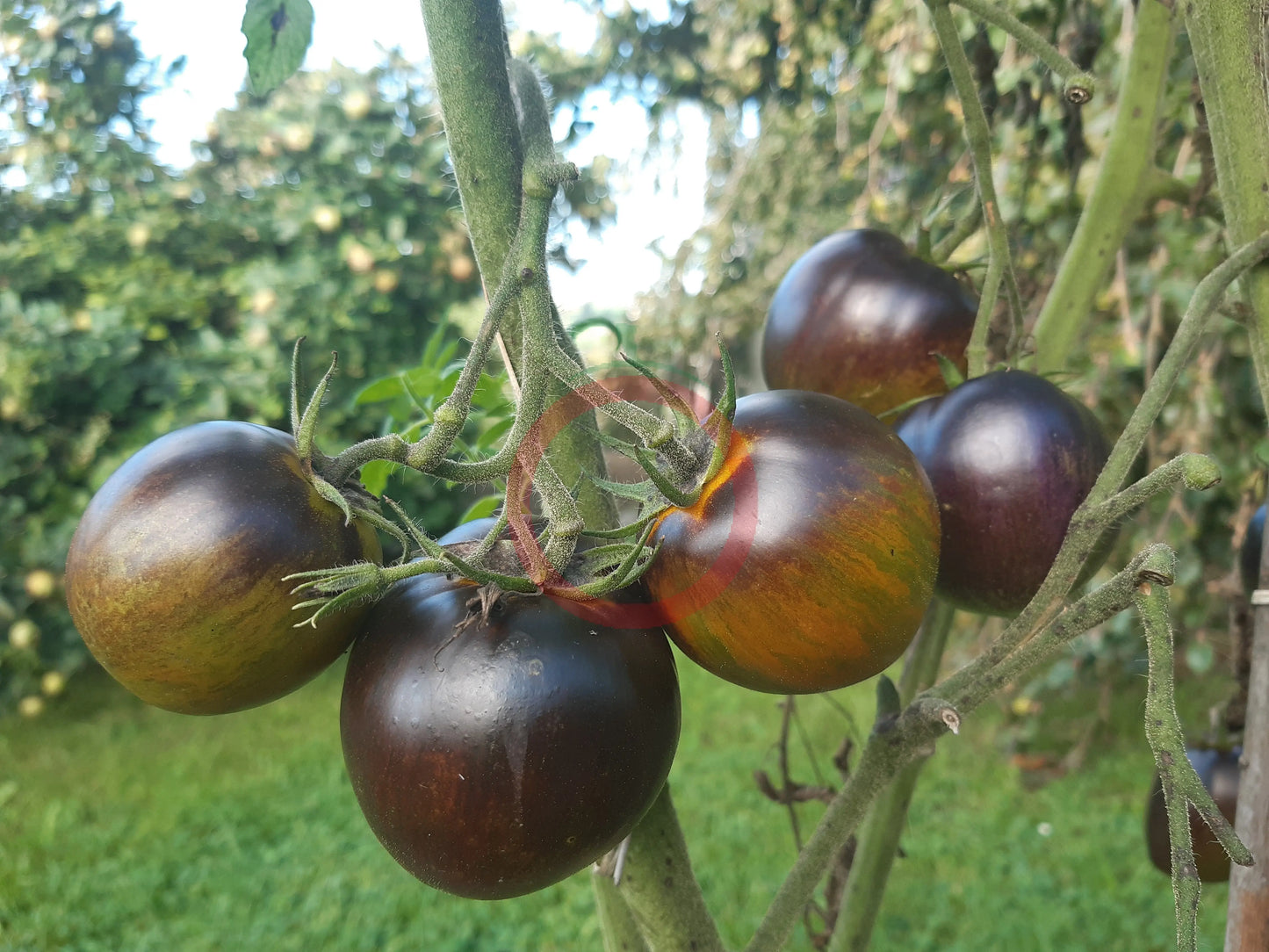 Large Brad´s Atomic Grape DER TOMATENFLÜSTERER