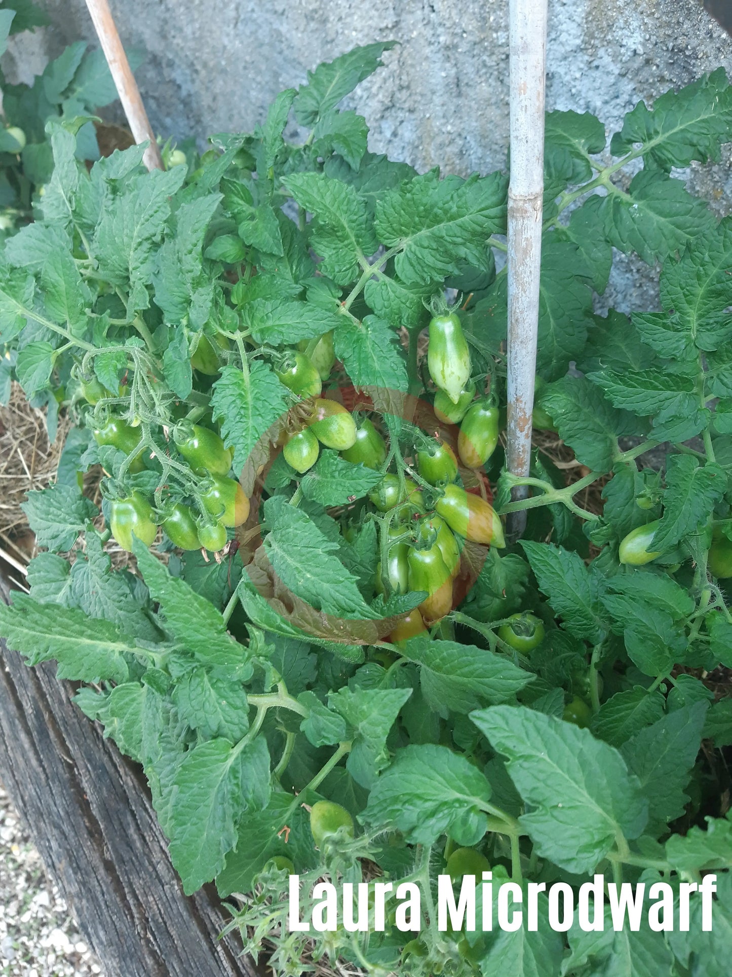 Laura MD DER TOMATENFLÜSTERER