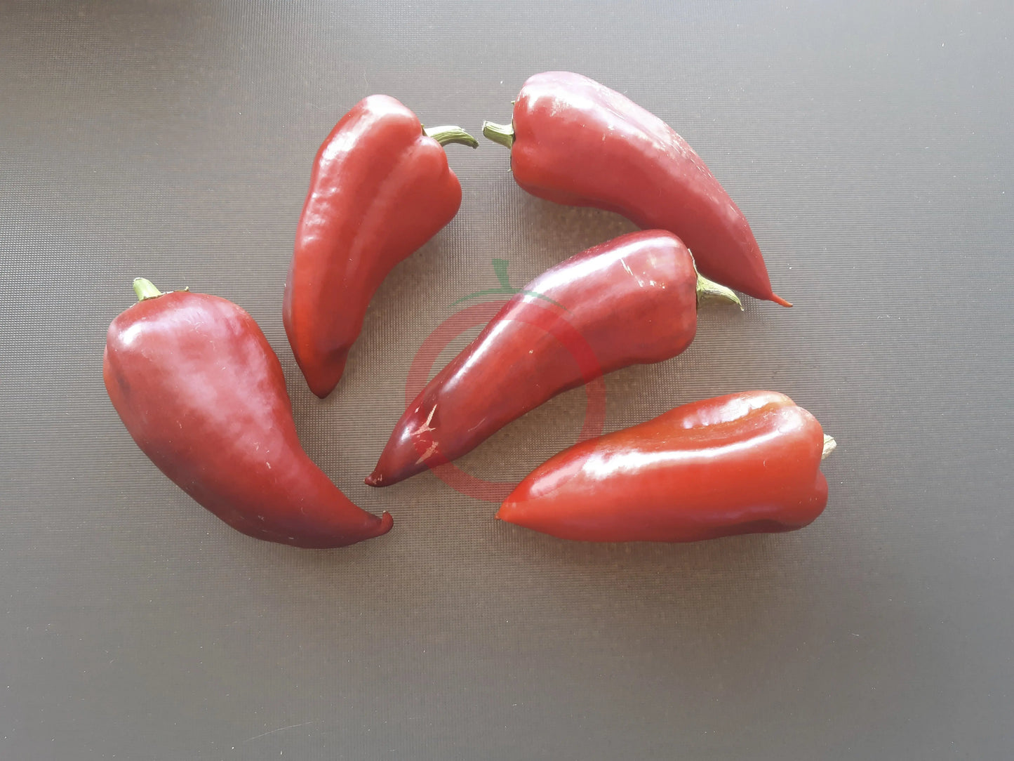 Laylak DER TOMATENFLÜSTERER