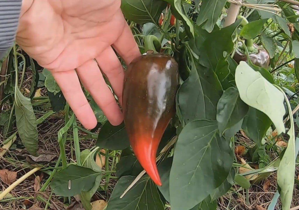 Lesya DER TOMATENFLÜSTERER