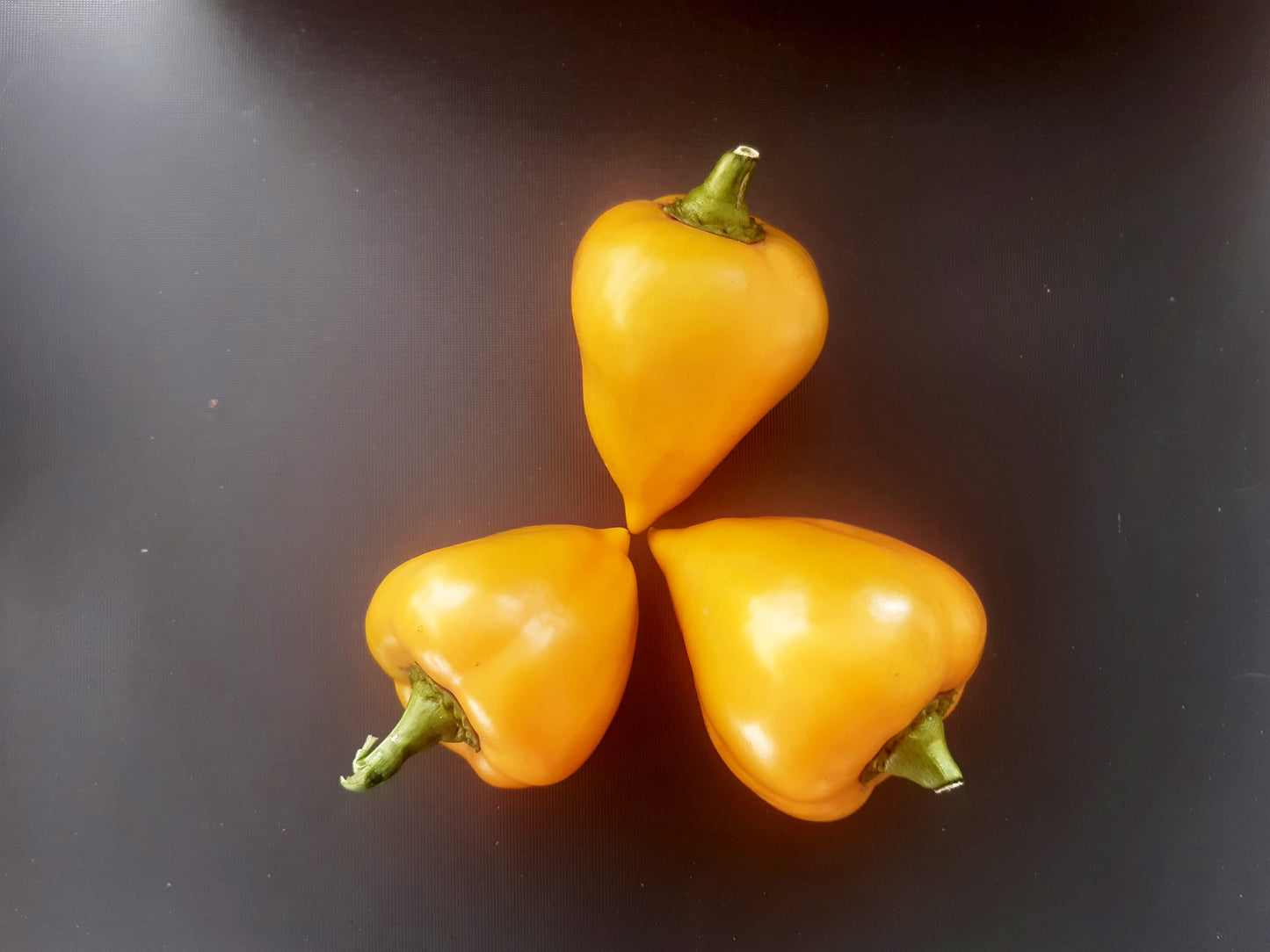 Lesya Orange DER TOMATENFLÜSTERER