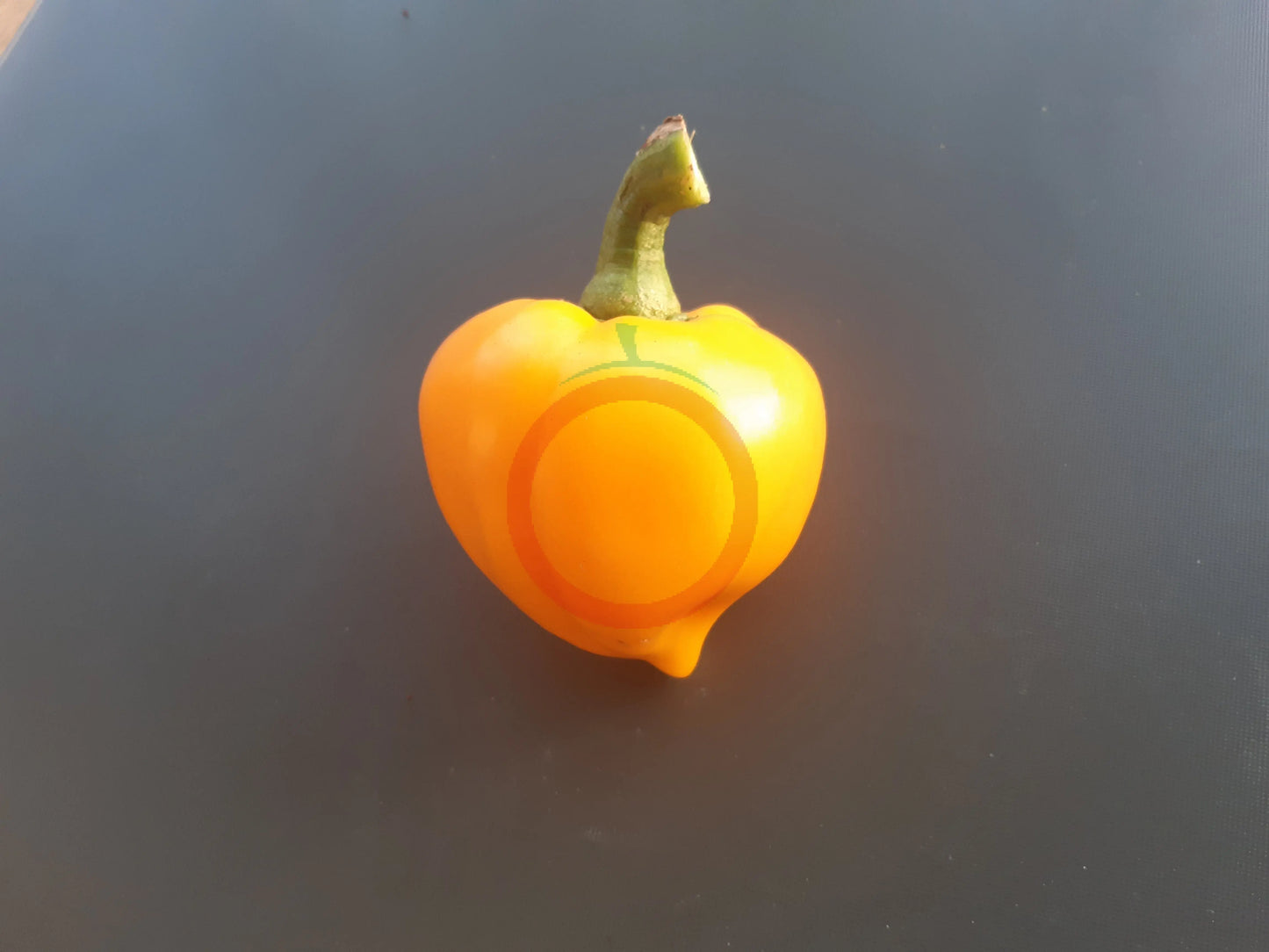 Lesya Orange DER TOMATENFLÜSTERER