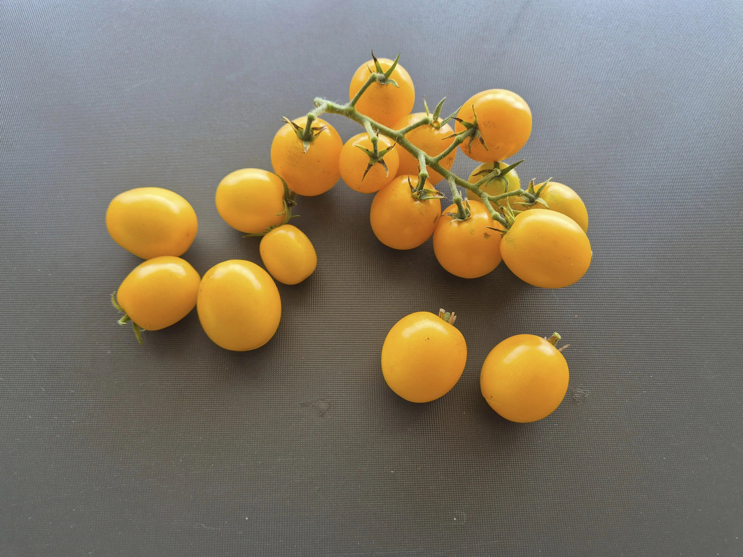 Letnee Solntse DER TOMATENFLÜSTERER