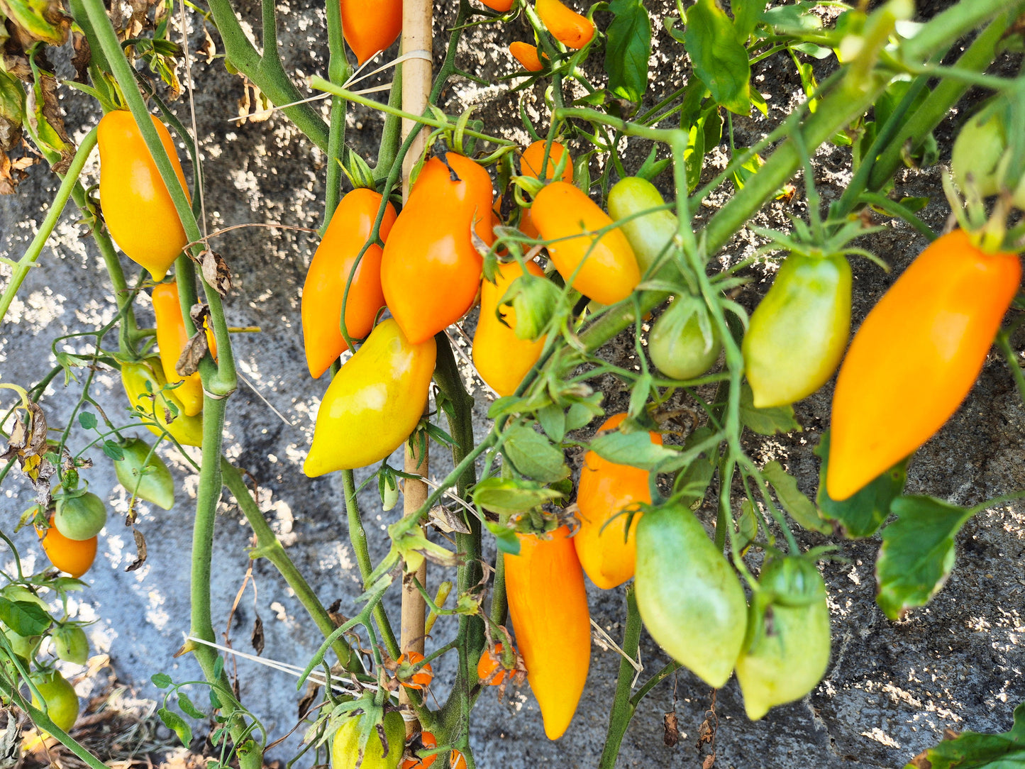 Letneye Iskusheniye DER TOMATENFLÜSTERER