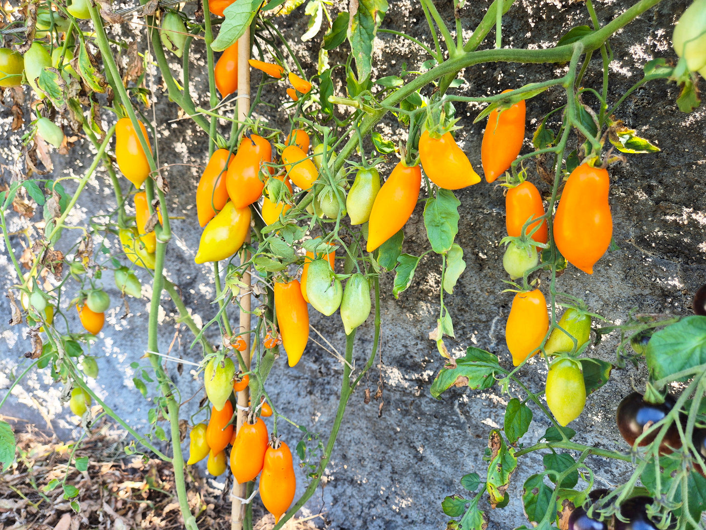 Letneye Iskusheniye DER TOMATENFLÜSTERER