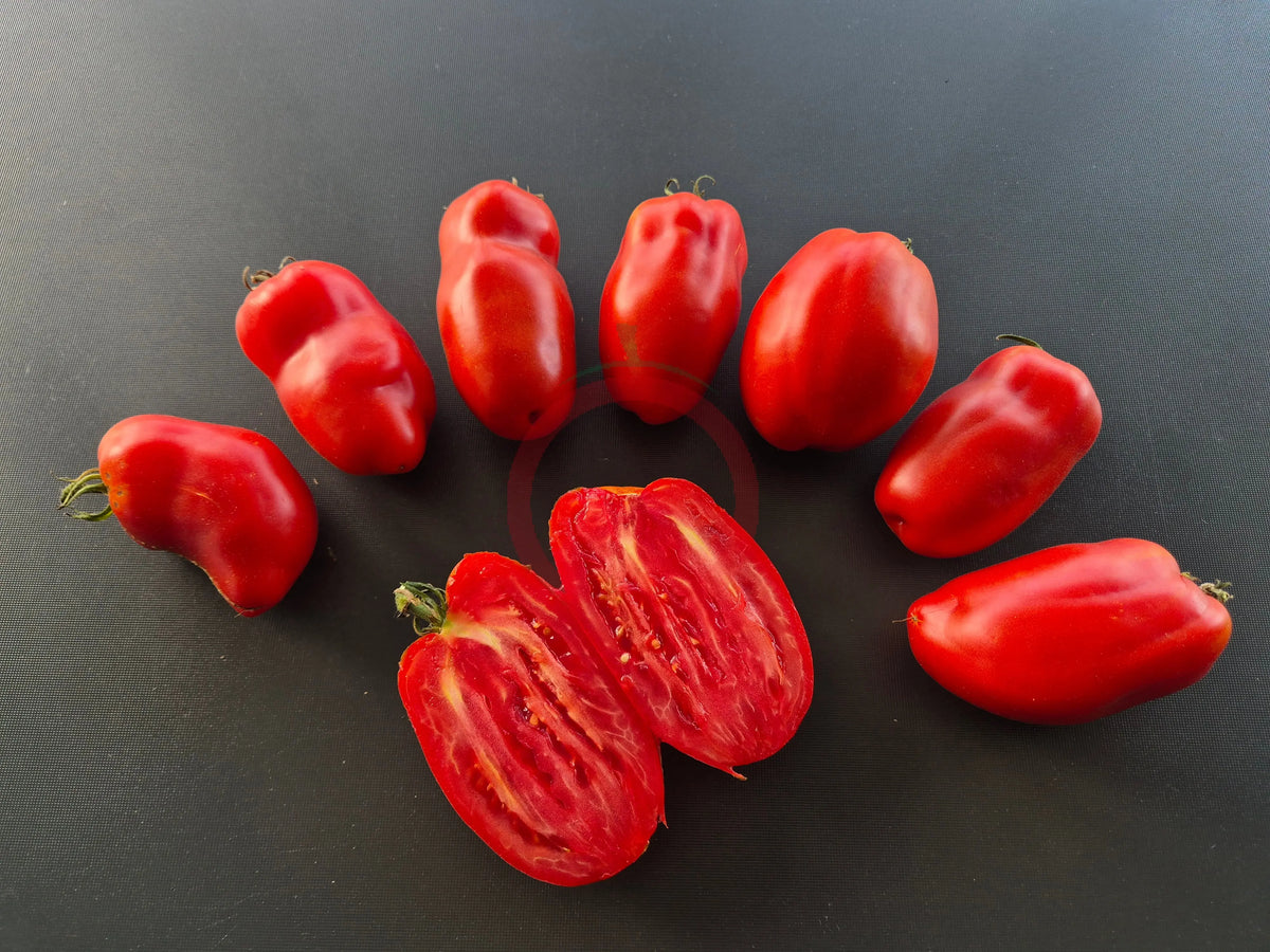 Libby´s Pride DER TOMATENFLÜSTERER