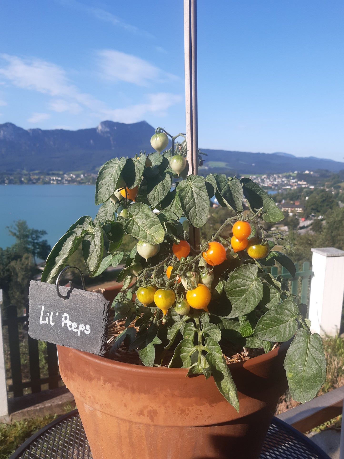 Lil’ Peeps DER TOMATENFLÜSTERER