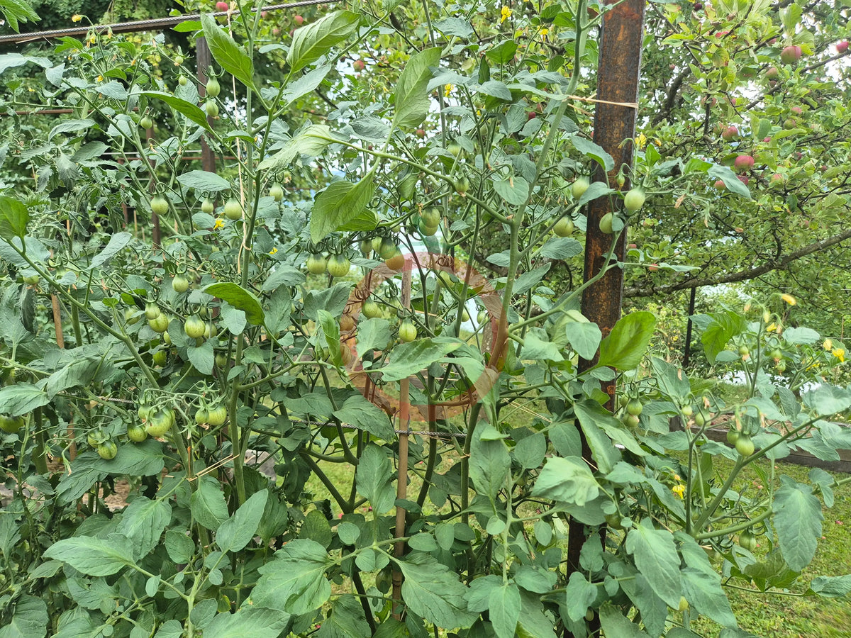 Little Billy Keyes DER TOMATENFLÜSTERER