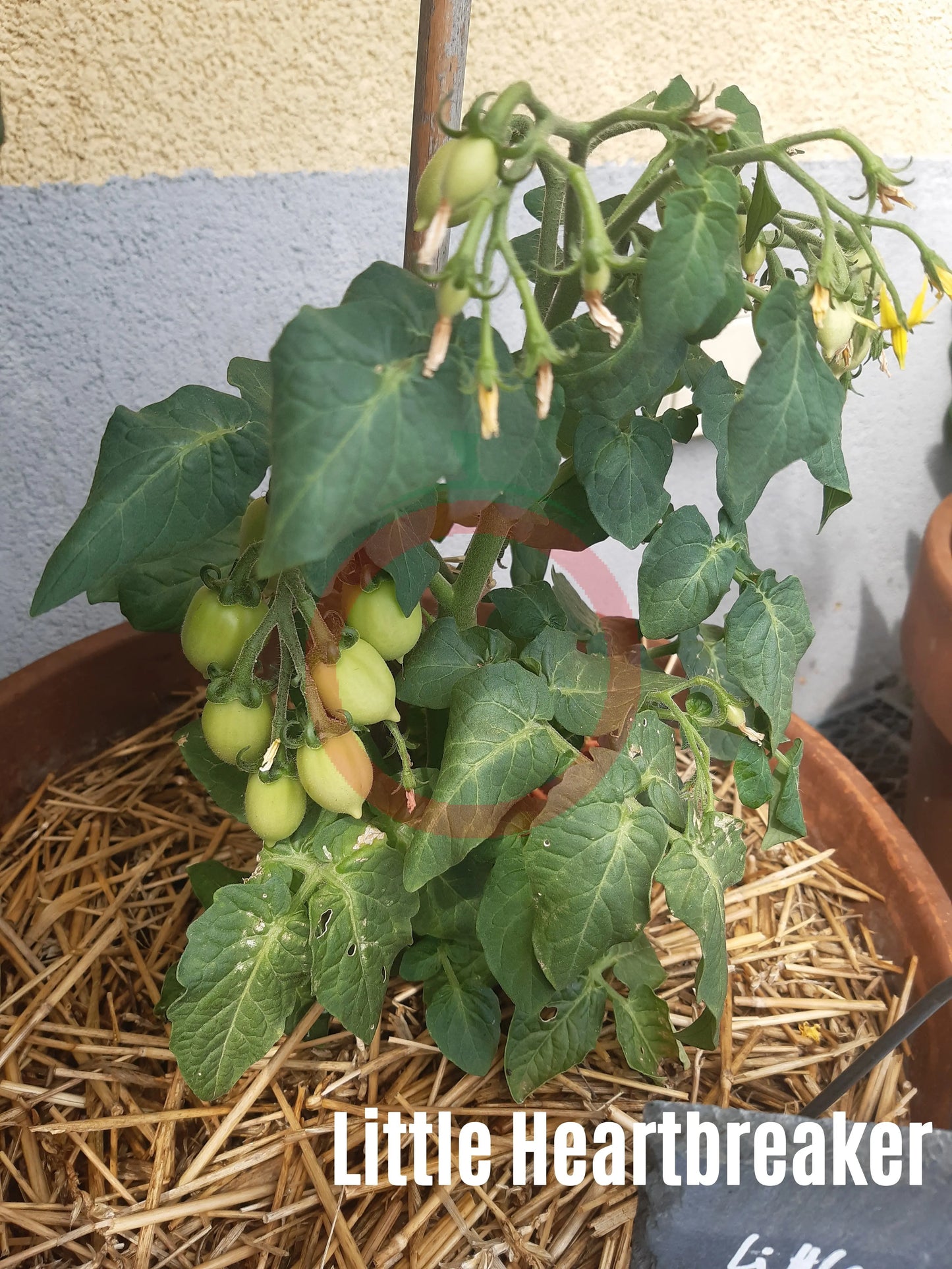 Little Heartbreaker DER TOMATENFLÜSTERER