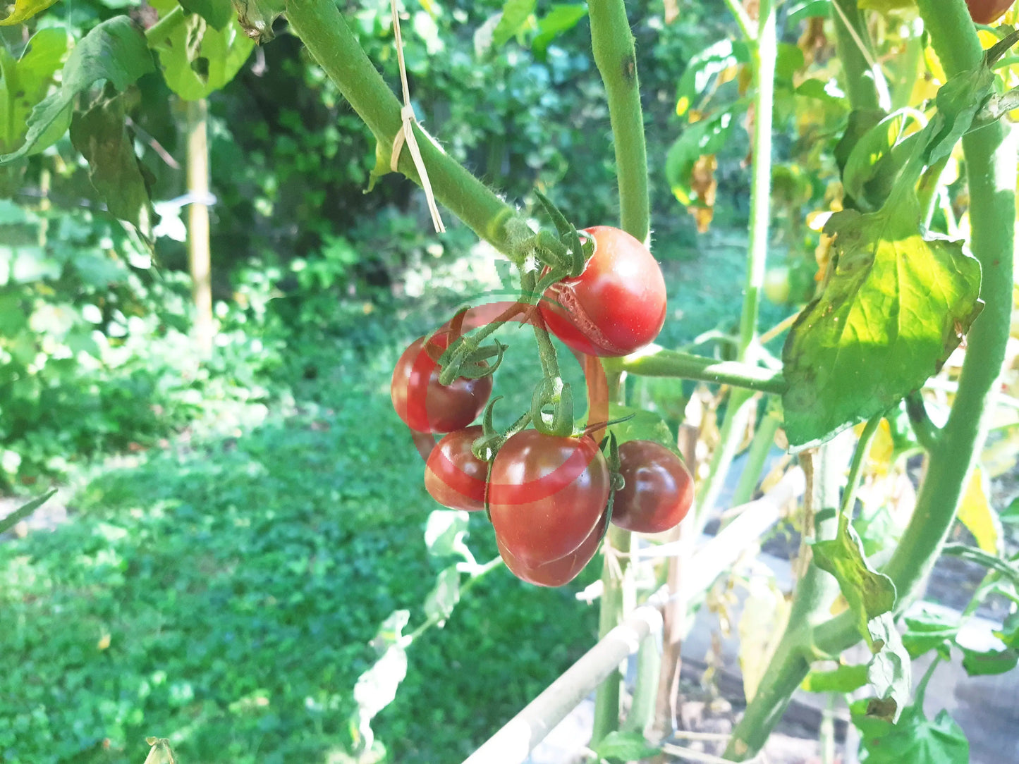 Little Purple Heart DER TOMATENFLÜSTERER