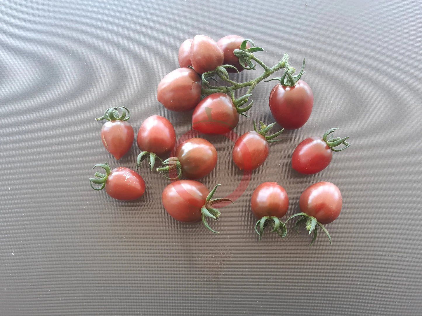 Little Purple Heart DER TOMATENFLÜSTERER