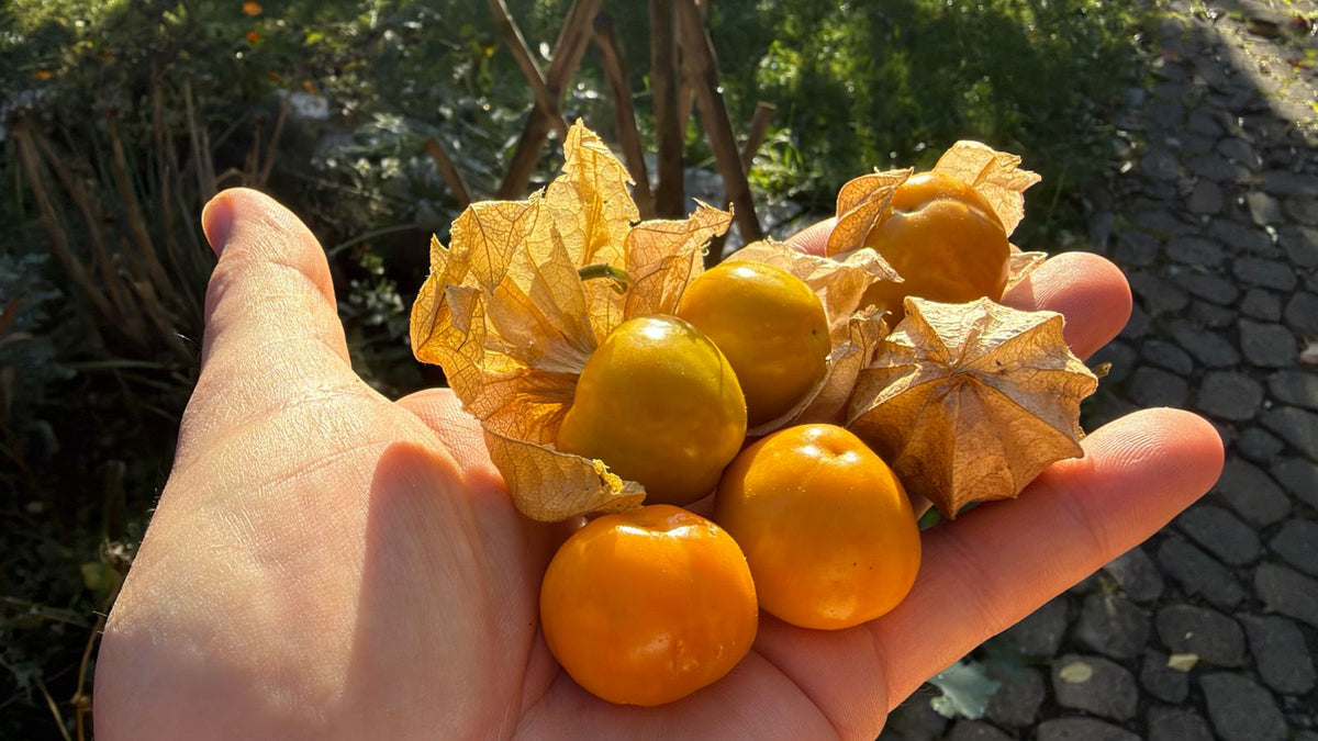 Physalis "Little Buddha"