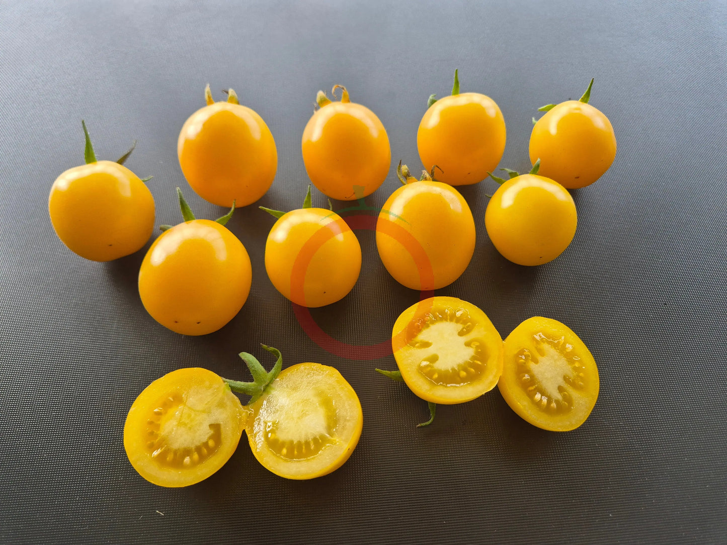 Livingston Gold Ball DER TOMATENFLÜSTERER