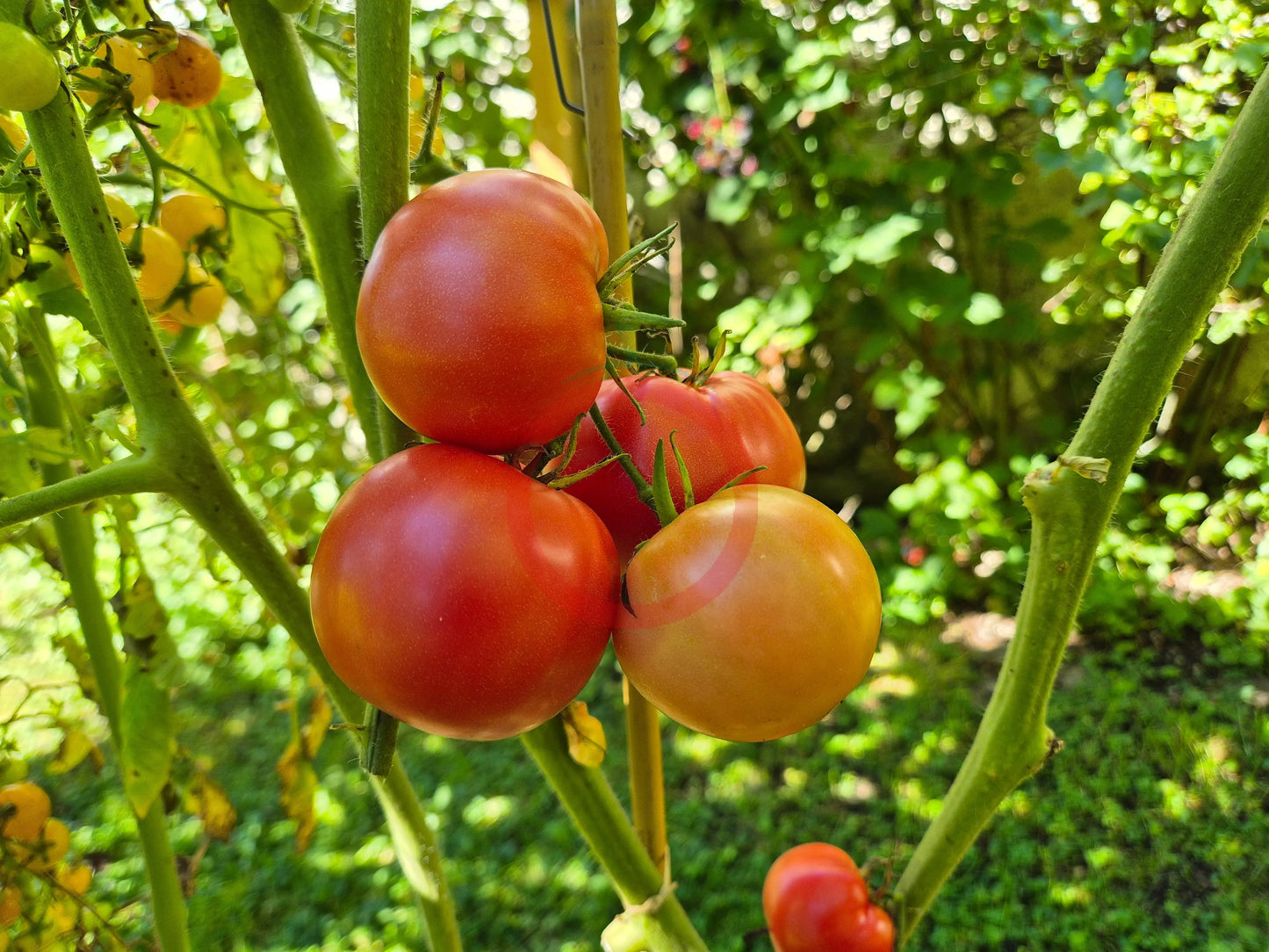 Livingston’s Gulf State Market DER TOMATENFLÜSTERER