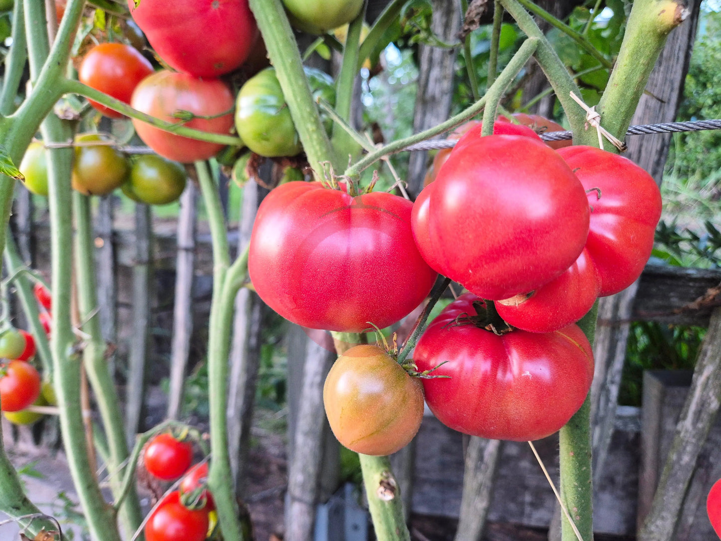 Lloyd E. Frey DER TOMATENFLÜSTERER