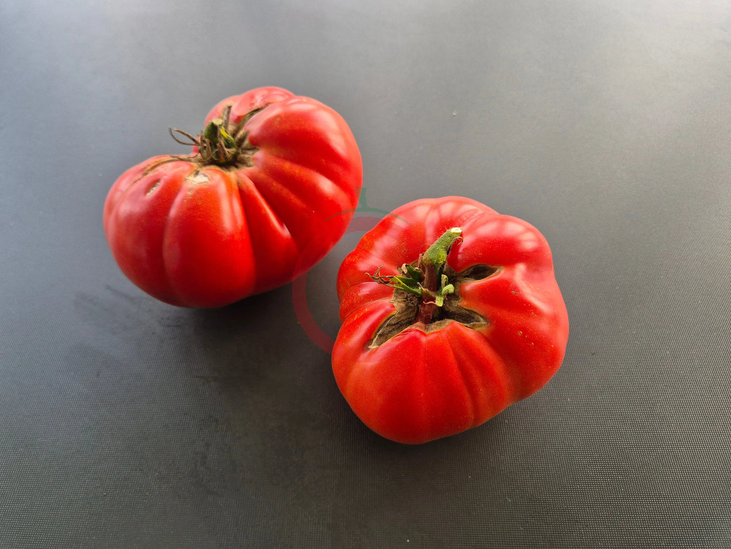 Lloyd E. Frey DER TOMATENFLÜSTERER