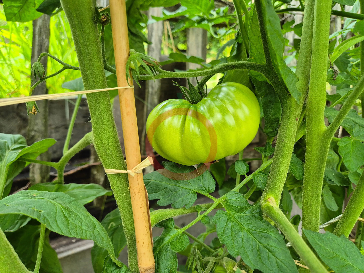Lloyd E. Frey DER TOMATENFLÜSTERER