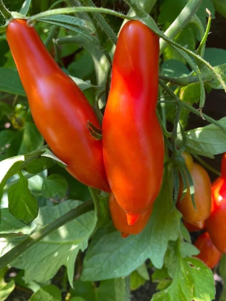 Long John DER TOMATENFLÜSTERER