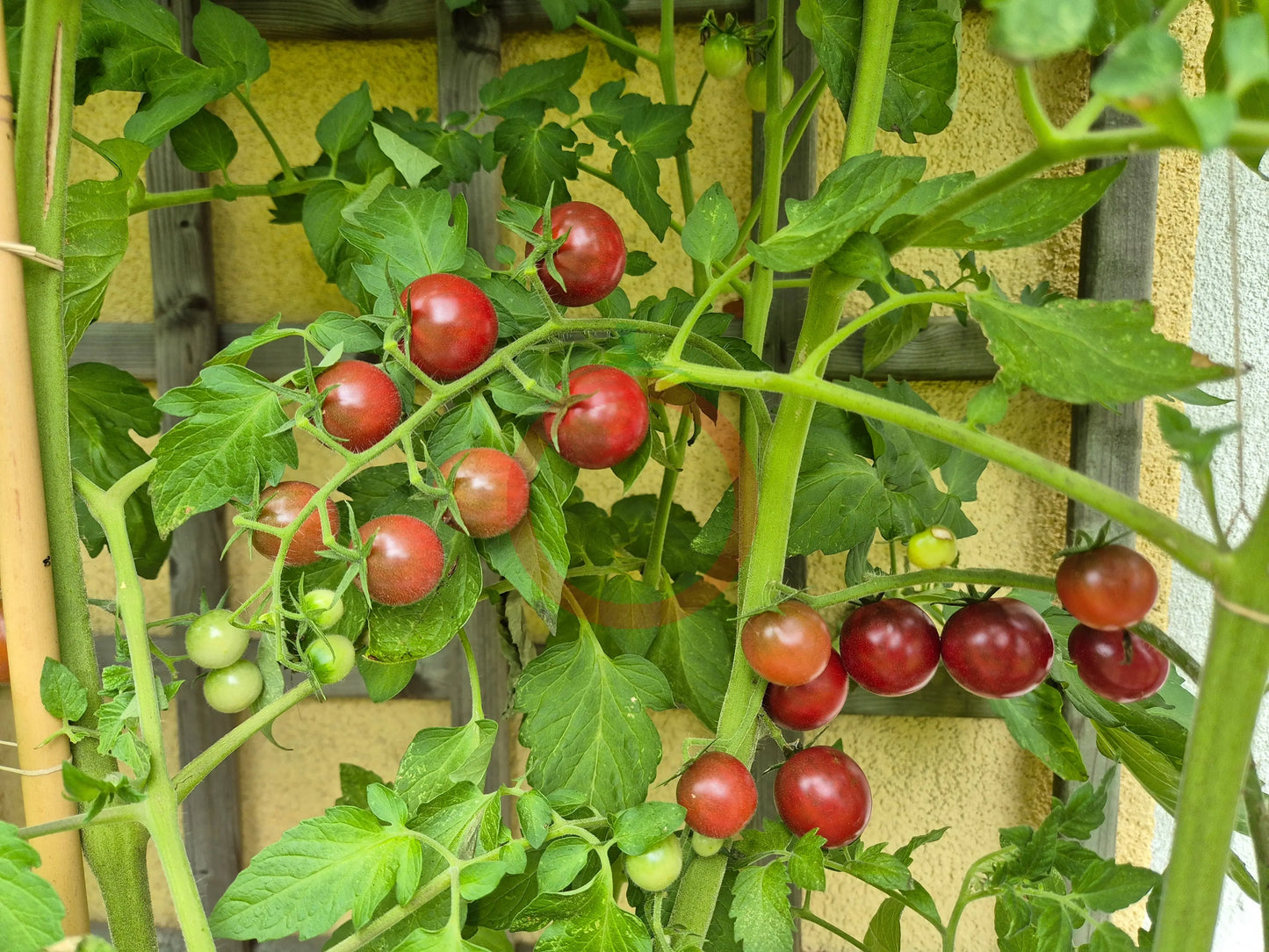 Lost Marbles DER TOMATENFLÜSTERER