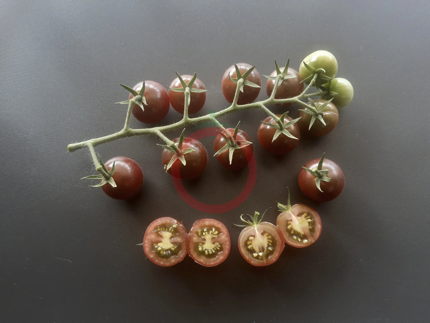 Lost Marbles DER TOMATENFLÜSTERER