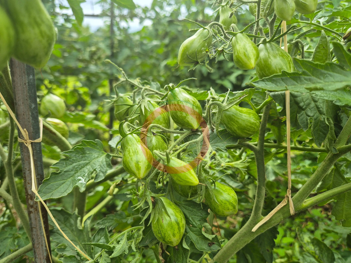 Lucfichoise DER TOMATENFLÜSTERER
