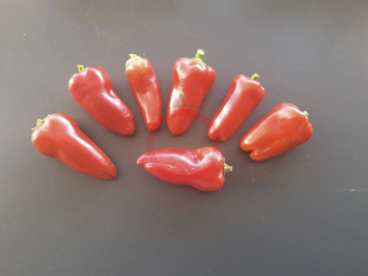 Lunchbox Red DER TOMATENFLÜSTERER