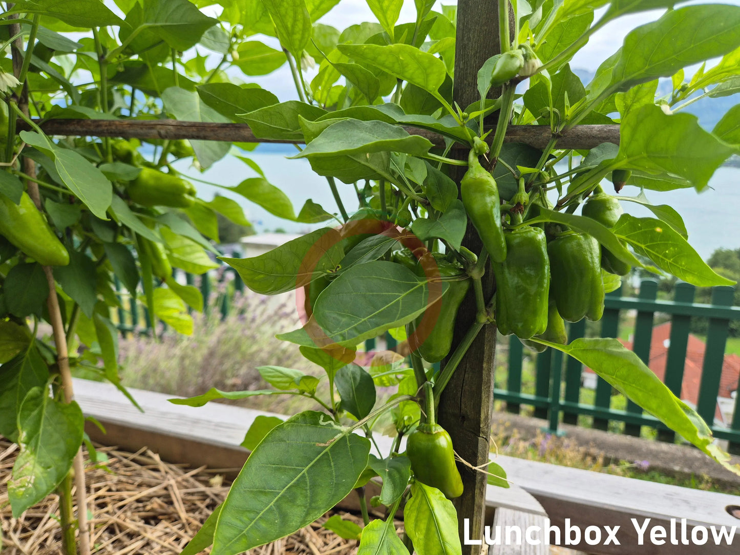 Lunchbox Yellow DER TOMATENFLÜSTERER
