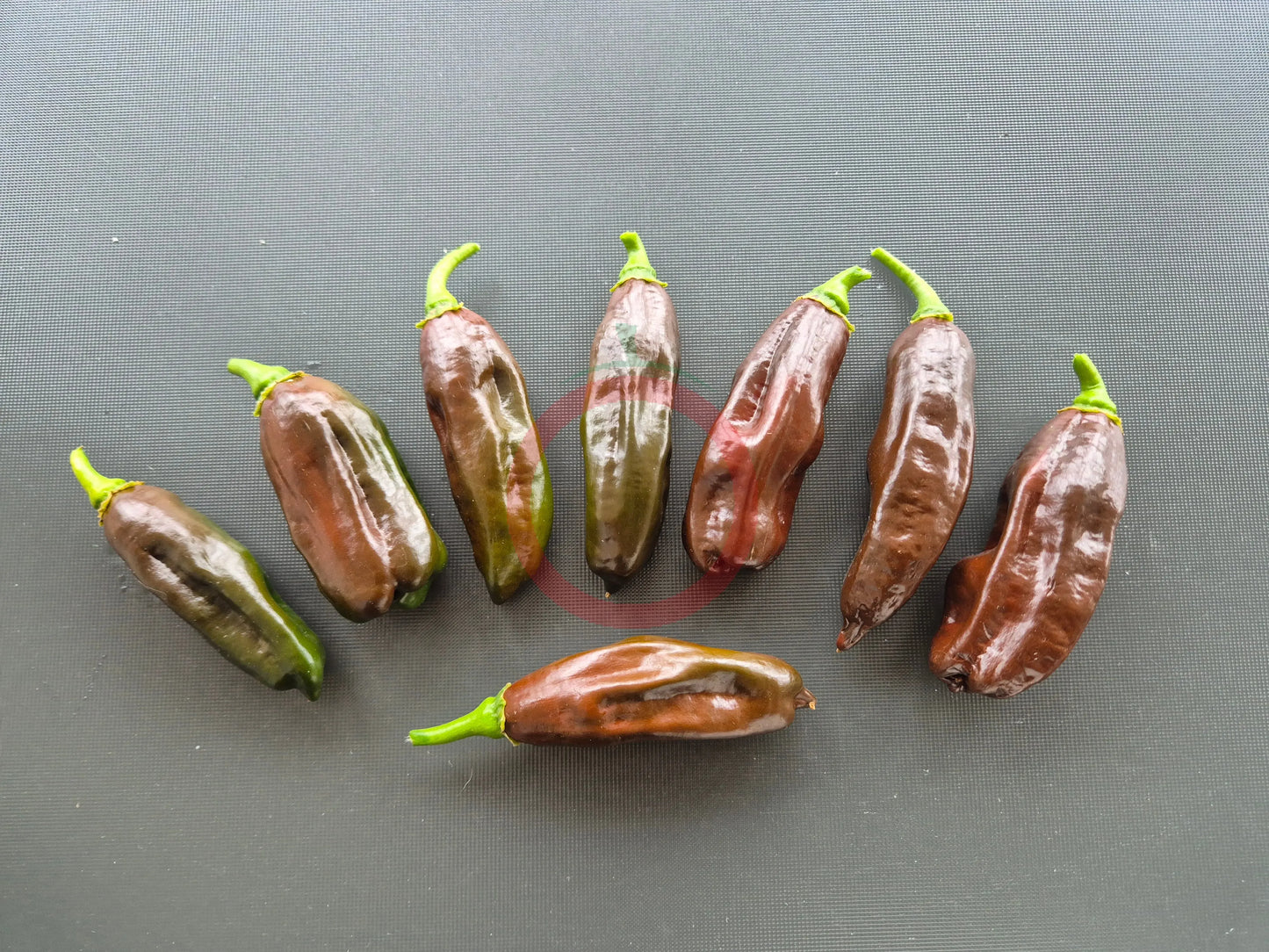 Machu Picchu DER TOMATENFLÜSTERER