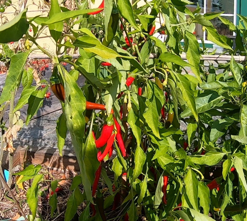 Macska Piros DER TOMATENFLÜSTERER