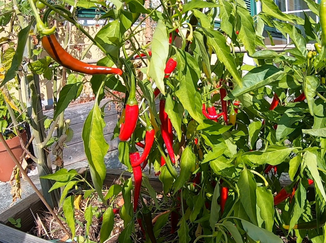 Macska Piros DER TOMATENFLÜSTERER
