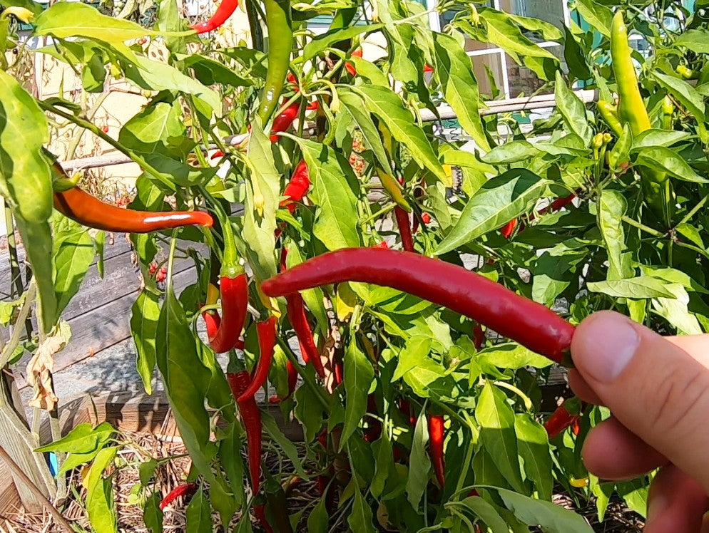 Macska Piros DER TOMATENFLÜSTERER