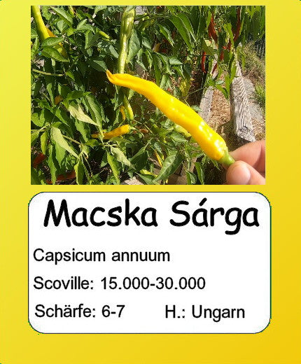 Macska Sárga DER TOMATENFLÜSTERER