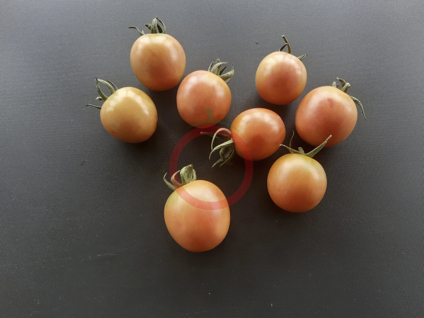 Madagascar DER TOMATENFLÜSTERER